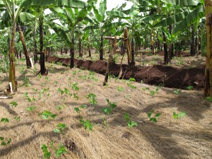 Mulching, terracing and cover cropping are the best ways of reducing soil erosion and retaining moisture and nutrient content in the soil.